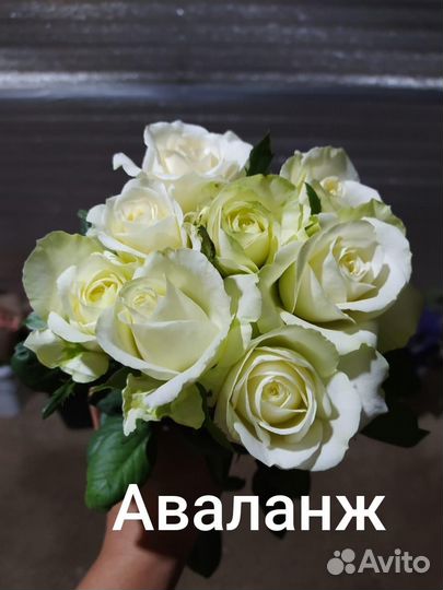 Цветы(розы) опт