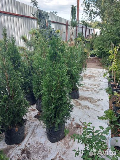 Продажа туя Смарагд 100см