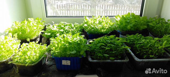 Рассада табака