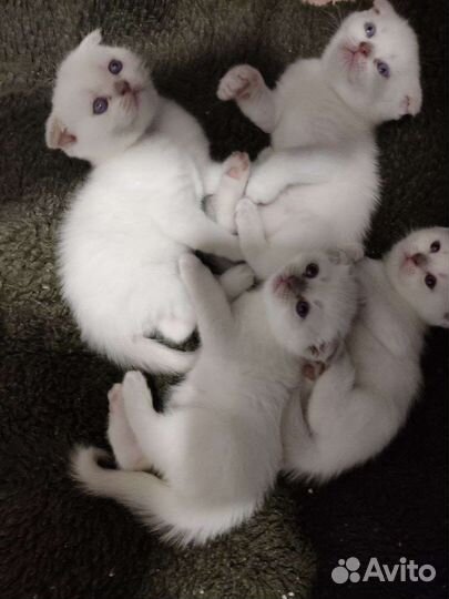 Шотландские вислоухие котята