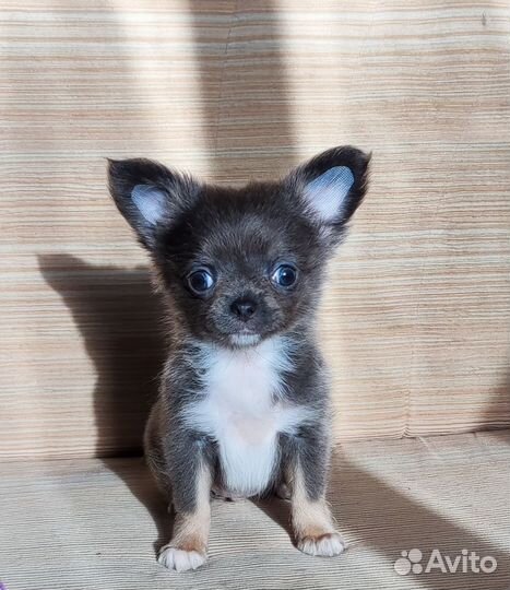 Щенки чихуахуа
