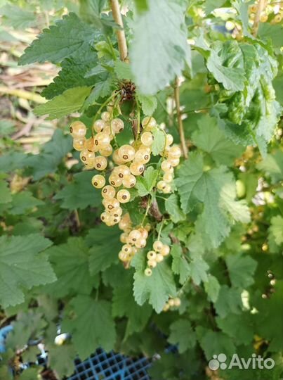 Белая, красная смородина