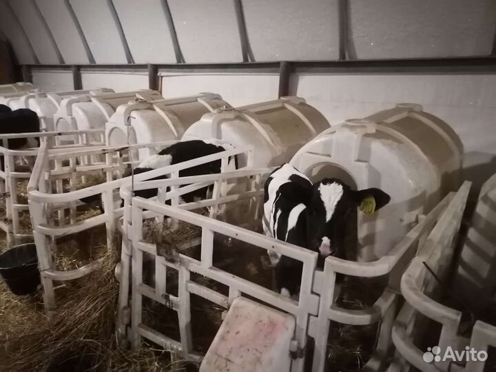 Бычки телочки