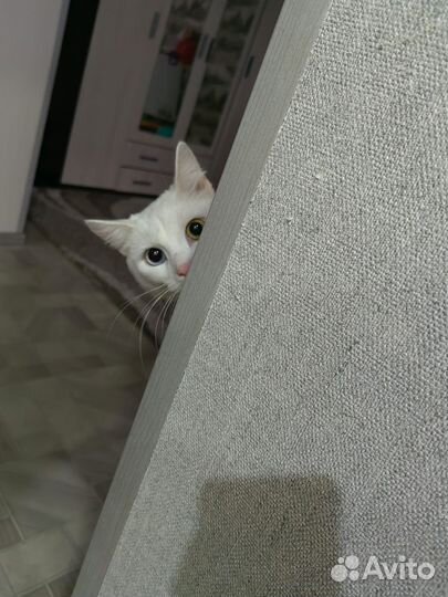 Отдам кота в добрые руки