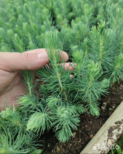 Ель голубая саженцы / сеянцы