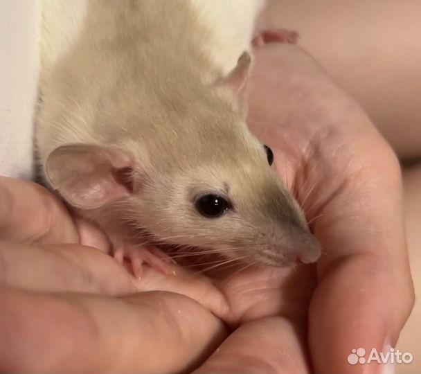 Крысята дамбо