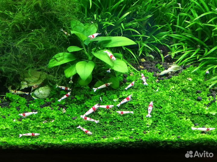 Продажа аквариумных креветок