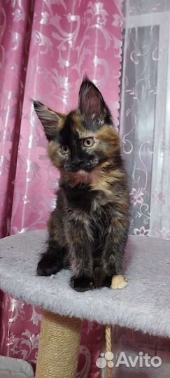 Котята Мейн-кун