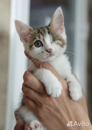 Котенок Боб 3,5 мес