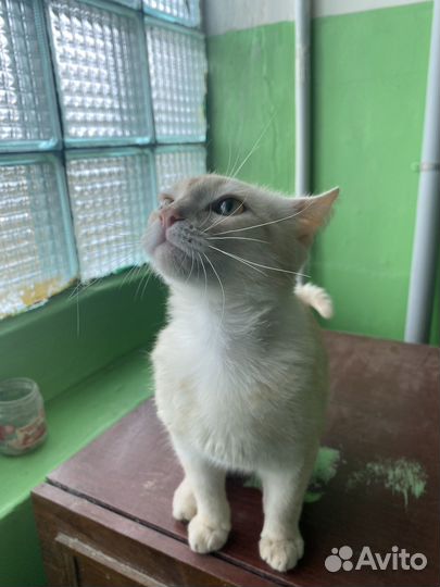 Молодой кот в добрые руки