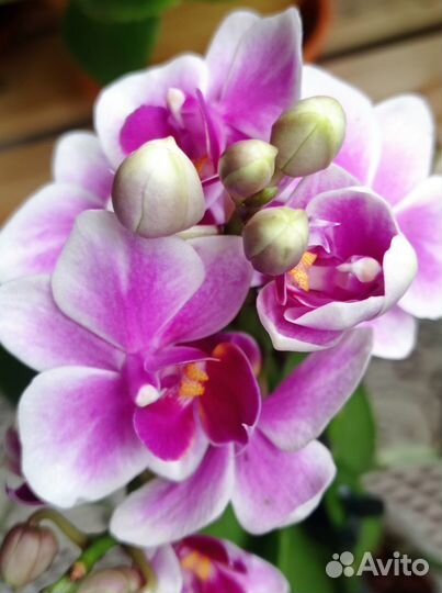 Орхидея фаленопсис мультифлора Jessica цветет