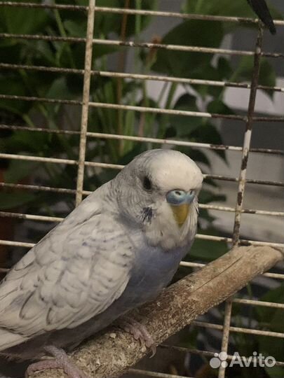 Попугай волнистик