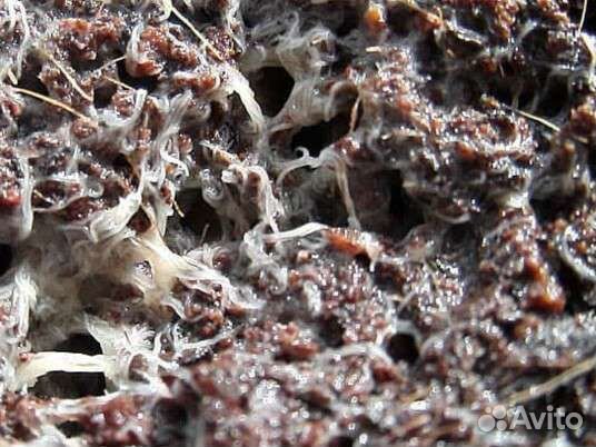 Живые корма для аквариумных рыб