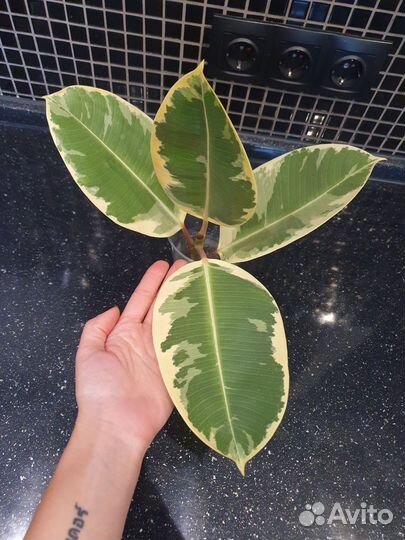 Фикус вариегатный тинеке