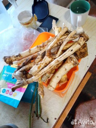 Корень хрена