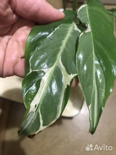 Спатифиллум Дели Индонезия