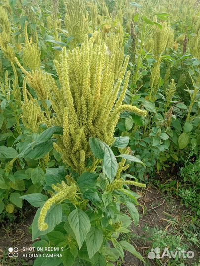 Семена амаранта