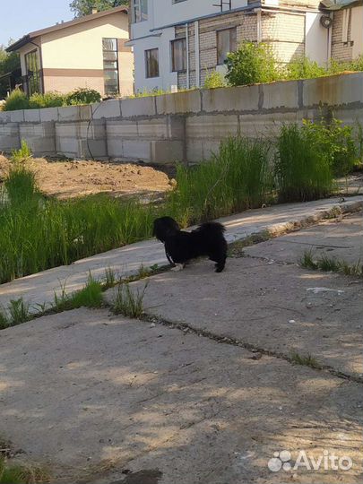 Вязка пекинес