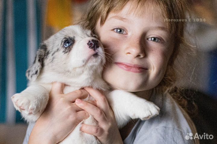 Корги голубоглазые мраморные