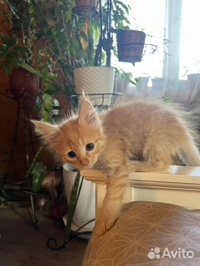 Рыжий котенок
