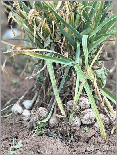 Готовый бизнес с высокой доходностью