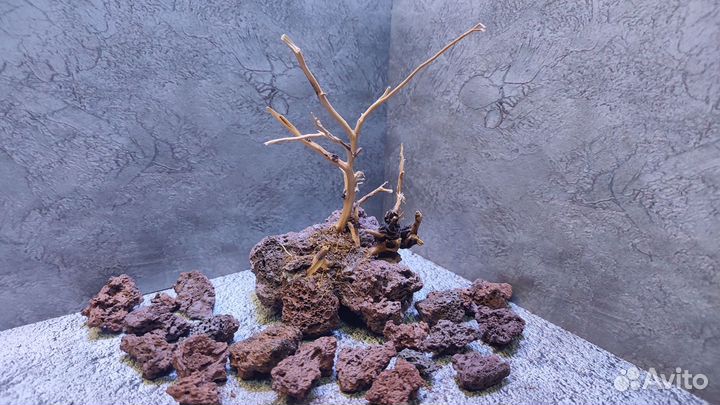 Коряги бонсай