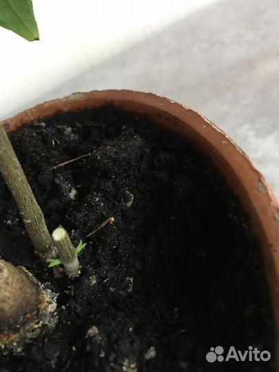 Пахистахис