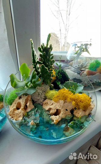 Флорариум суккуленты