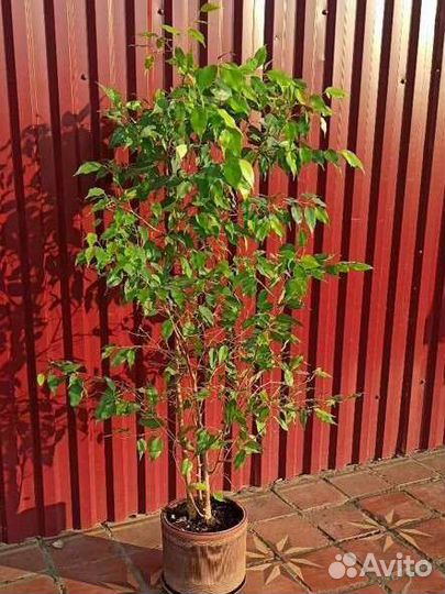 Фикус бенджамина большой