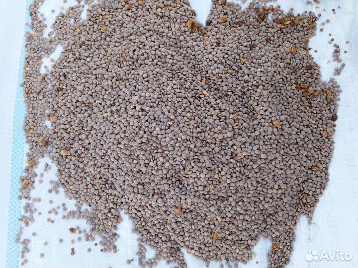 Чечевица красная