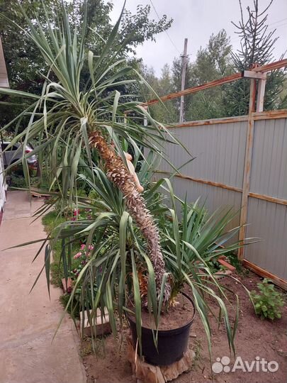 Хз какая то пальма