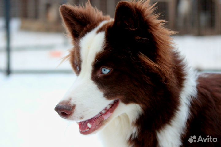 Якутская лайка