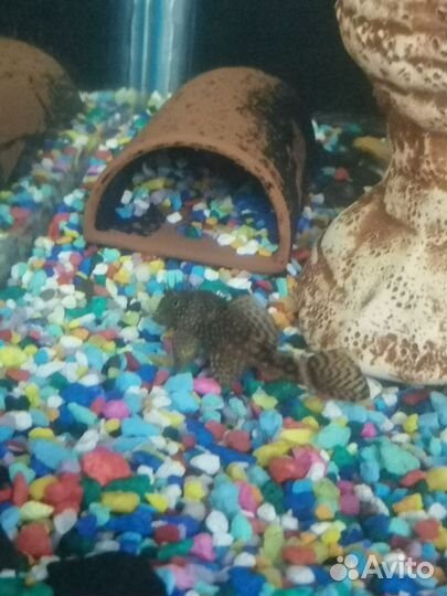 Сом анциструс (прилетала)