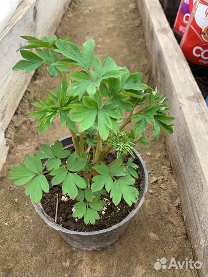 Хосты ,монтбреция (крокосмия)пионы,и другие