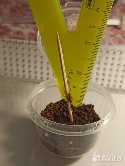 Индийский скорпион (Lychas tricarinatus)