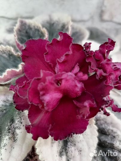 Фиалка сортовая, детки, черенки