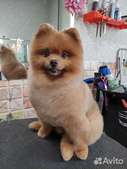 Стрижка собак и кошек. Закамск