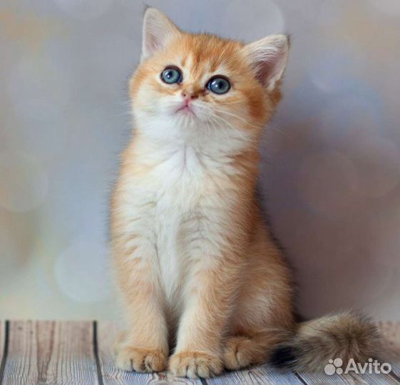 Яркая британская золотая шиншилла