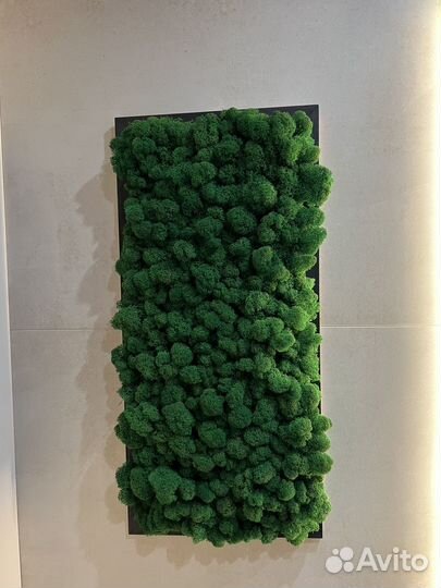 Панно из стабилизированного мха