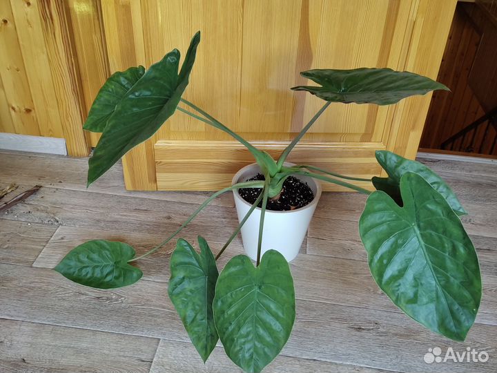 Алоказия Венти