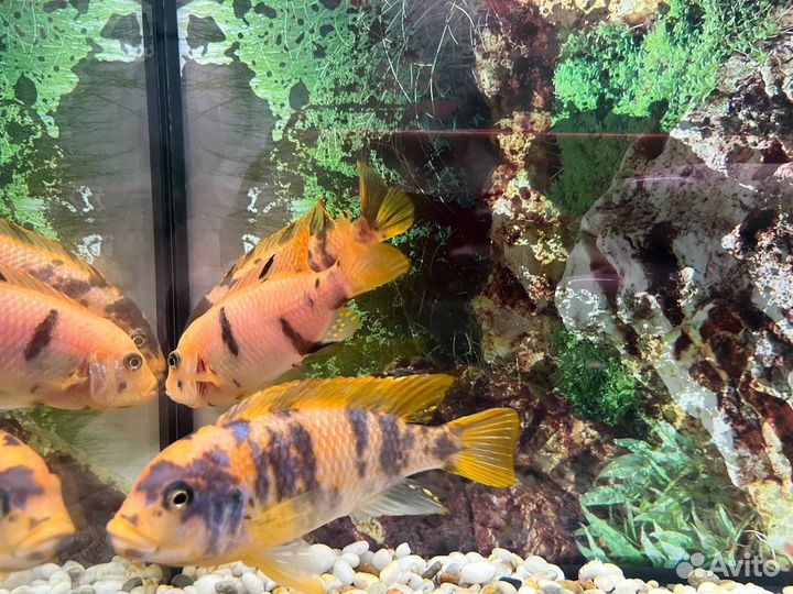 Рыбки малавийские цихлиды