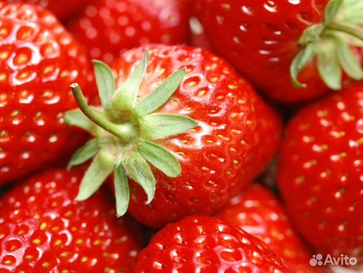 Сборщик овощей в теплицы Питание Жильё 20/20