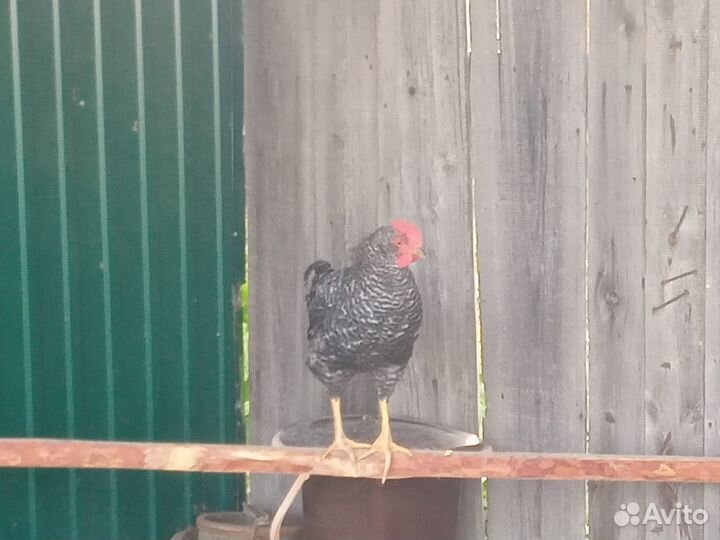 Молодые петушки