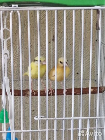Кенара и канарейки