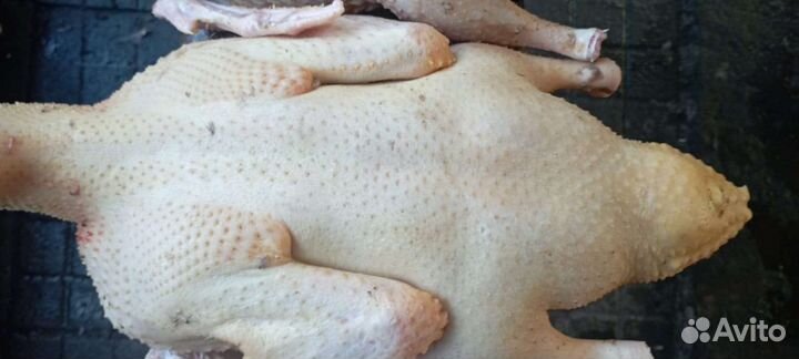 Свежие распотрашенные домашние утки