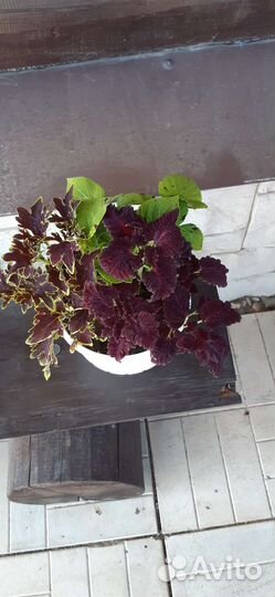 Композиции в кашпо из колеусов