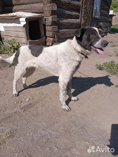 В добрые руки