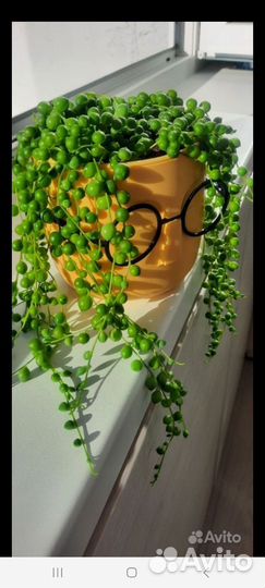 Крестовик роули