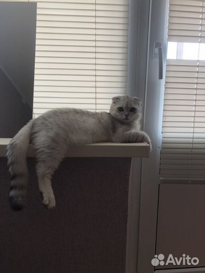 Шотландский кот вязка