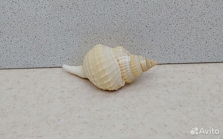 Дисторсио 7,2 морская ракушка